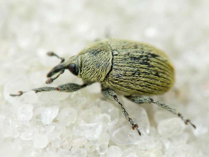 Rhinusa neta (Germar, 1821)